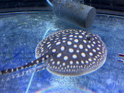 Black Diamond Stingray (Potamotrygon leopoldi)