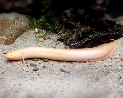 Albino African Lungfish (Protopterus aethiopicus)