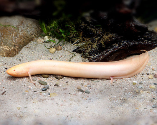 Albino African Lungfish (Protopterus aethiopicus)