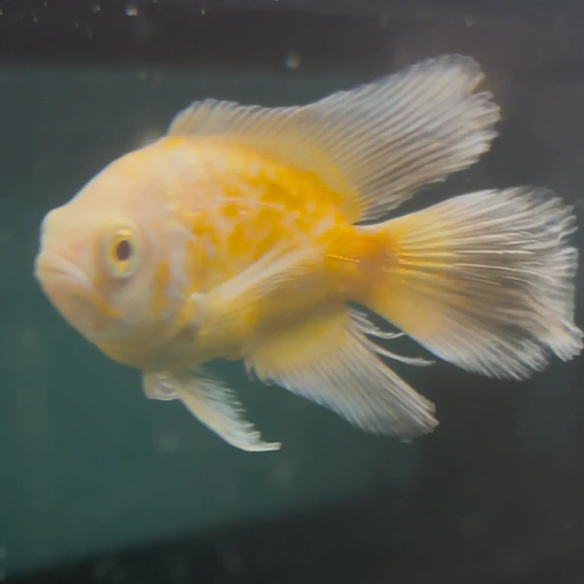 Albino Lemon Oscar (Hemichromis bimaculatus)