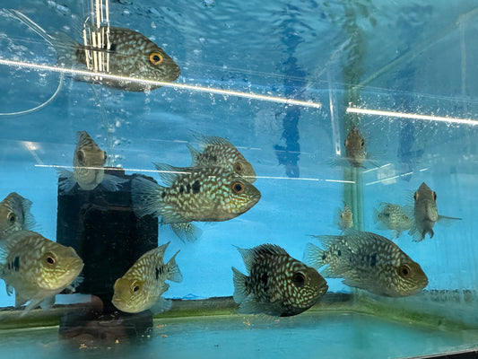 Balloon body carpintis Texas cichlid 3”