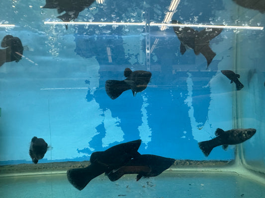 MOLLY Danaqua Live Fish More molly-danaqua-live-fish-more