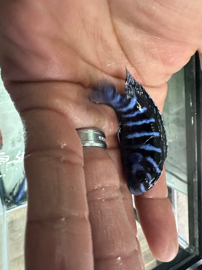 Demasoni cichlids