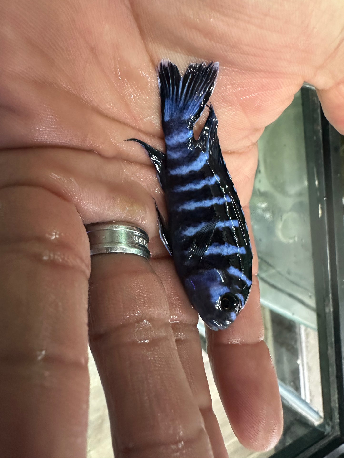 Demasoni cichlids