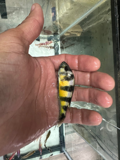 Obliquidens cichlid