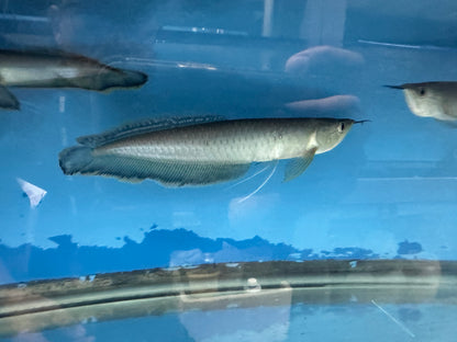 Black Arowana (Osteoglossum Ferreirai)