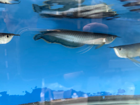 Black Arowana (Osteoglossum Ferreirai) 9”-11”