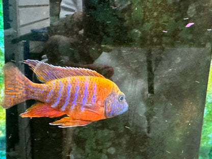 GRADE-A RED PEACOCK 4" MALE
