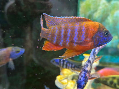 GRADE-A RED PEACOCK 4" MALE