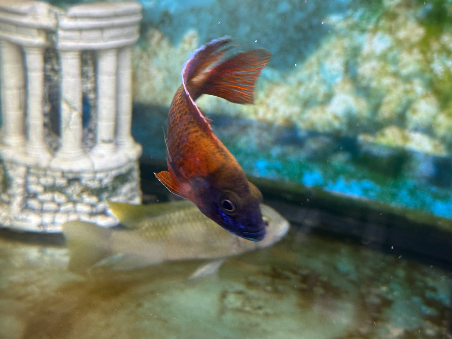 GRADE-A RED PEACOCK 4" MALE