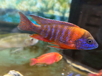 GRADE-A RED PEACOCK 4" MALE