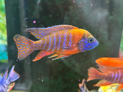 GRADE-A RED PEACOCK 4" MALE