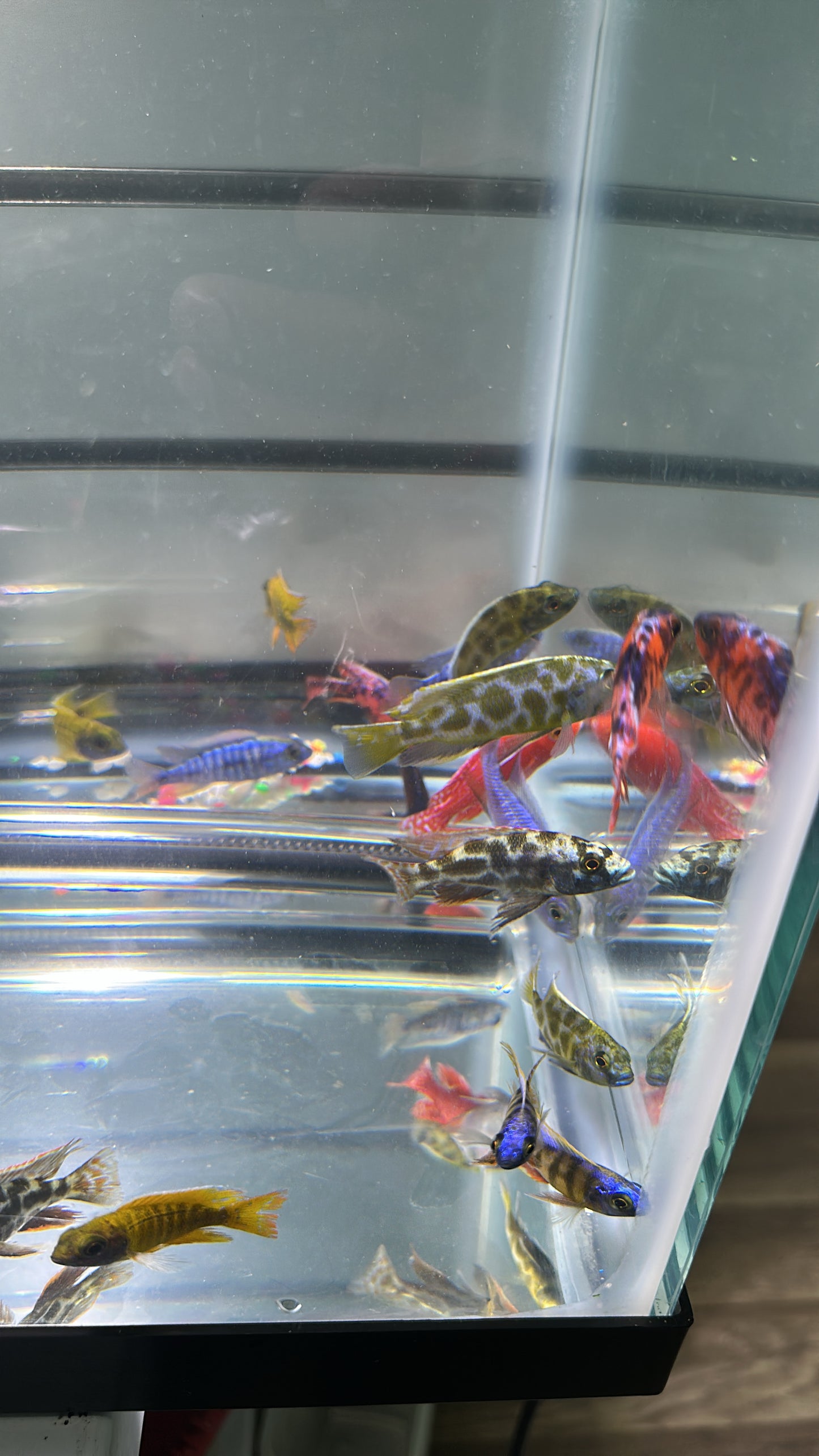 LIVE LOT Peacock African Cichlid 2" (GRADE-A and FULL COLOR)