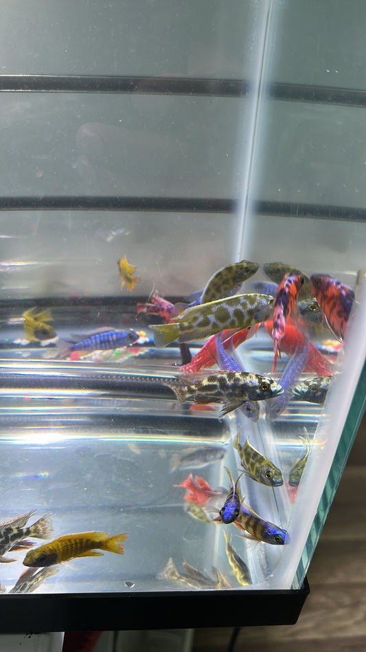 LIVE LOT Peacock African Cichlid 2" (GRADE-A and FULL COLOR)