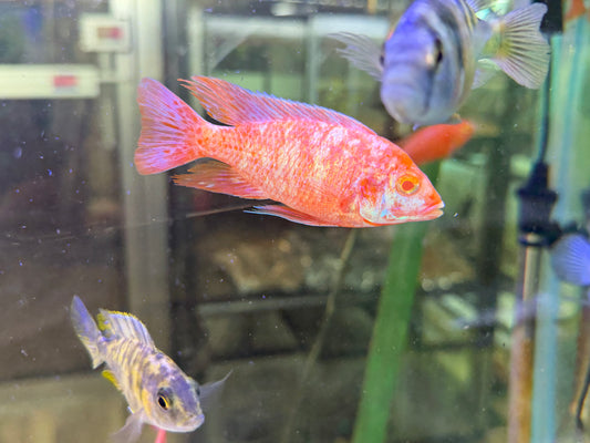 Dragon Blood Albino OB - Fish