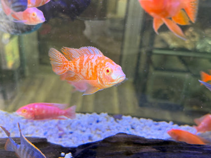 Dragon Blood Albino OB - Fish
