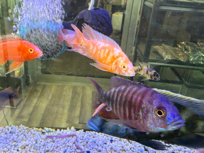 Dragon Blood Albino OB - Fish
