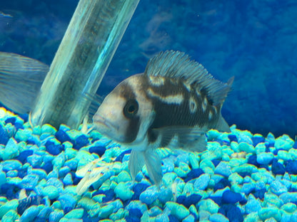 FRONTOSA NIGHT STAR EXTREMELY RARE - NOW LIMITED QUANTITIES