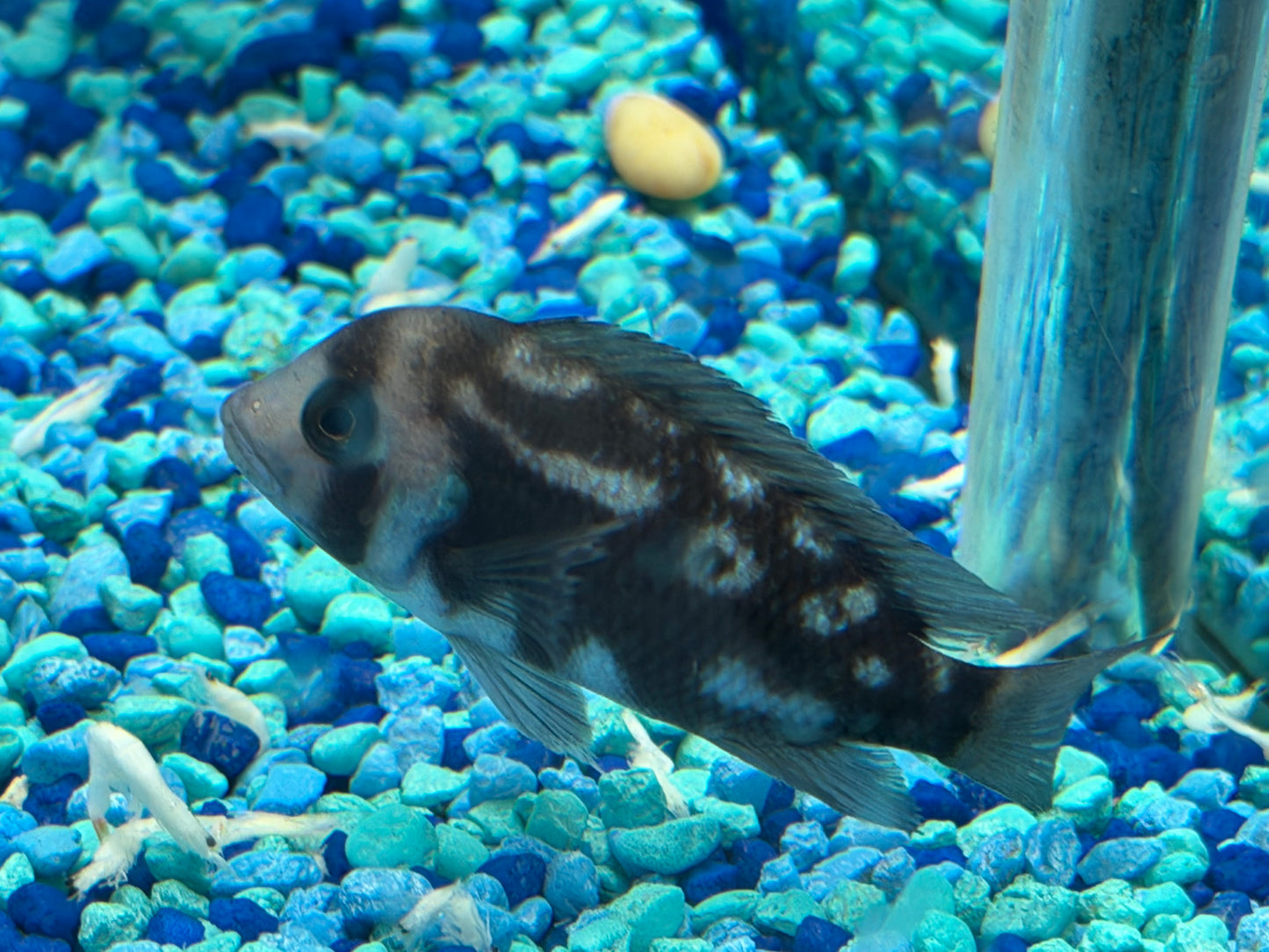 FRONTOSA NIGHT STAR EXTREMELY RARE - NOW LIMITED QUANTITIES