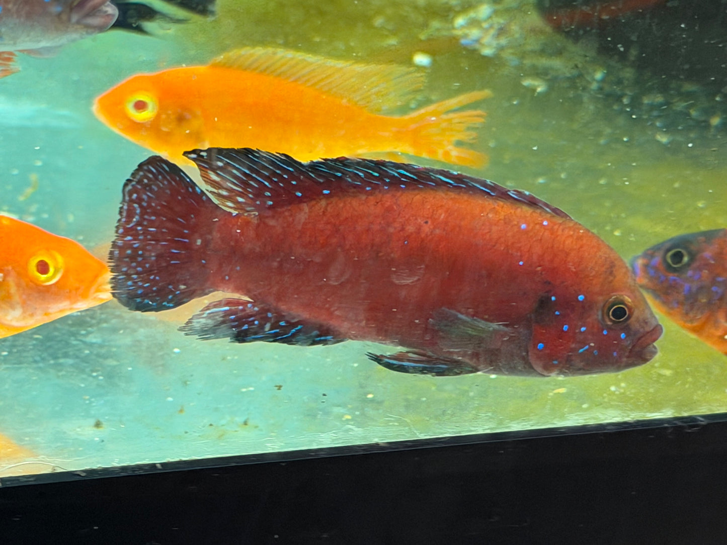 Tirkanda Fish Turkana Jewel Cichlid (Rubricatochromis exsul) – Danaqua Live Fish & More