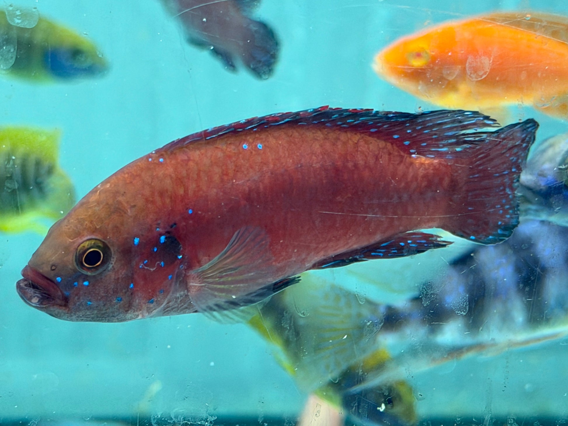 Tirkanda Fish Turkana Jewel Cichlid (Rubricatochromis exsul) – Danaqua Live Fish & More