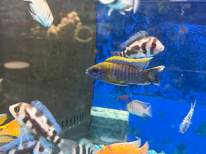 Aulonocara sp.Lwanda Peacock