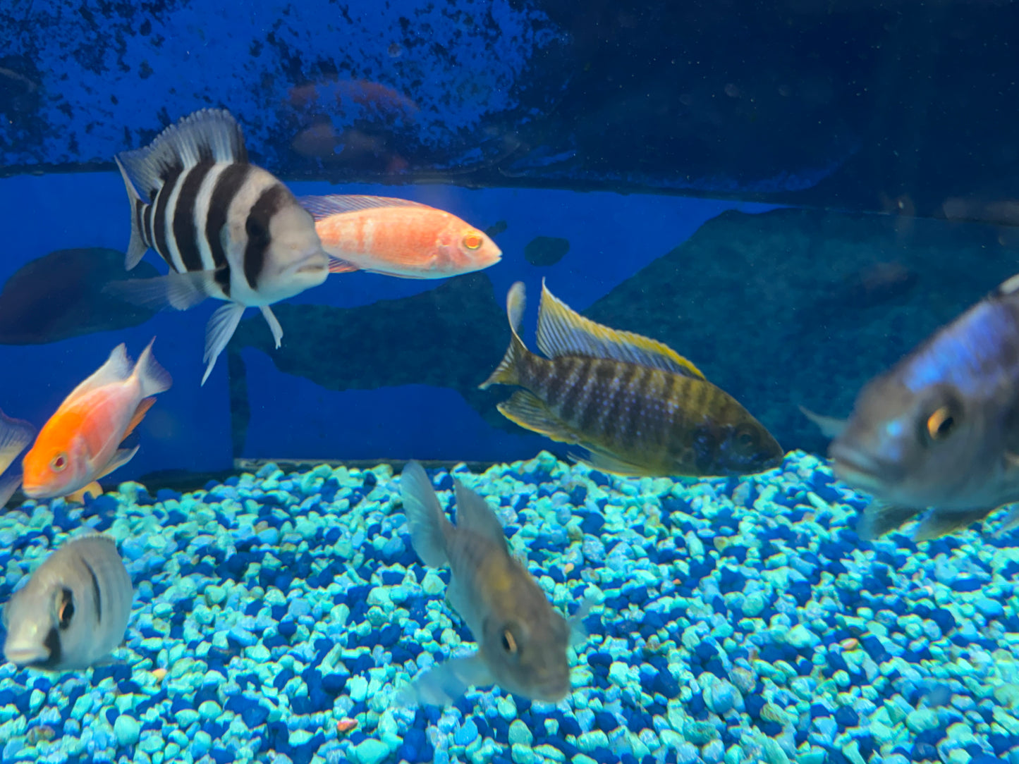 Aulonocara sp.Lwanda Peacock