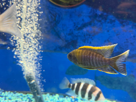 Aulonocara sp.Lwanda Peacock
