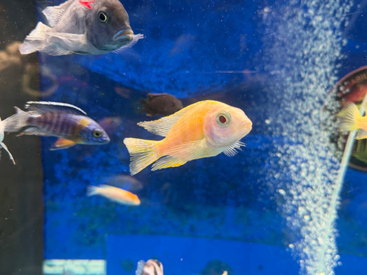 Albino Taiwan Reef Hap 4”