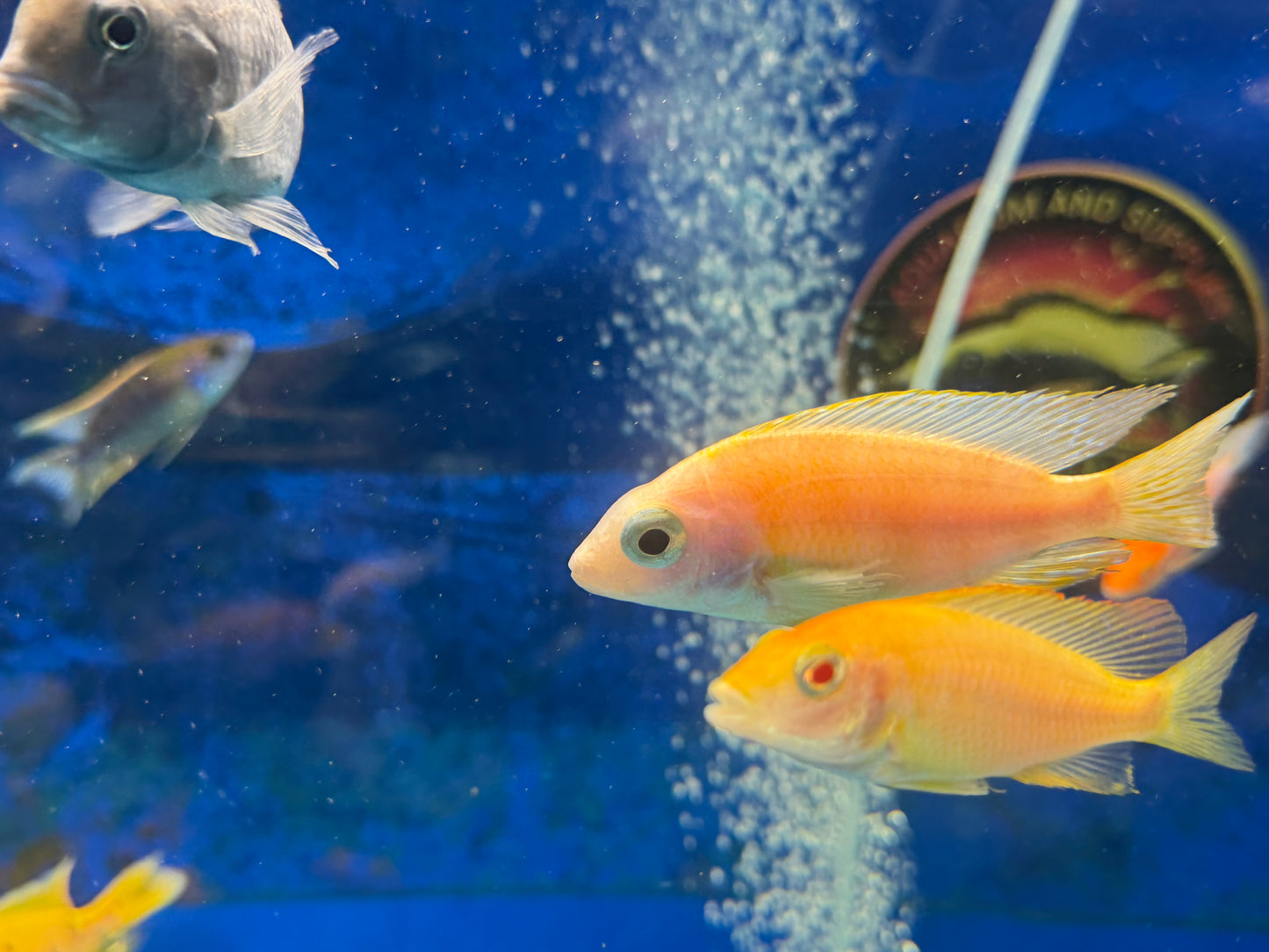 Albino Taiwan Reef Hap 4”