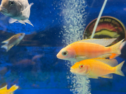 Albino Taiwan Reef Hap 4”
