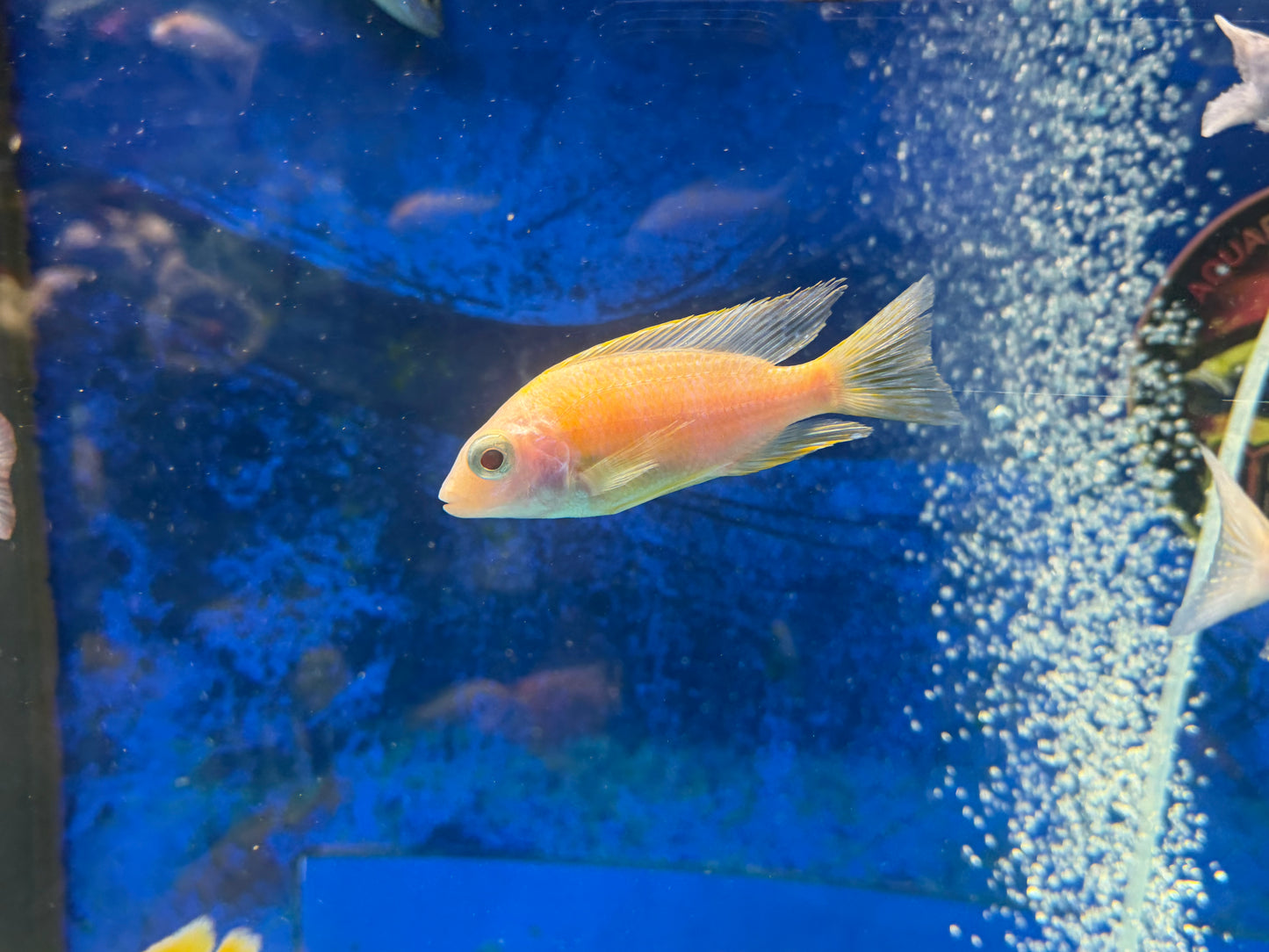 Albino Taiwan Reef Hap 4”