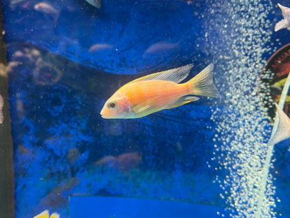Albino Taiwan Reef Hap 4”