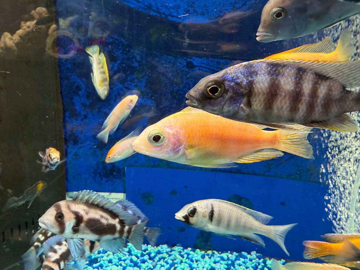 Albino Taiwan Reef Hap 4”