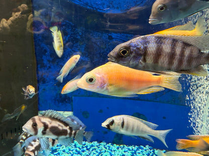 Albino Taiwan Reef Hap 4”
