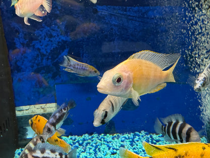 Albino Taiwan Reef Hap 4”