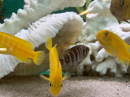 Gold Head Compressiceps Cichlid (Altolamprologus compressiceps)