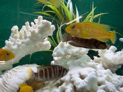 Gold Head Compressiceps Cichlid (Altolamprologus compressiceps)