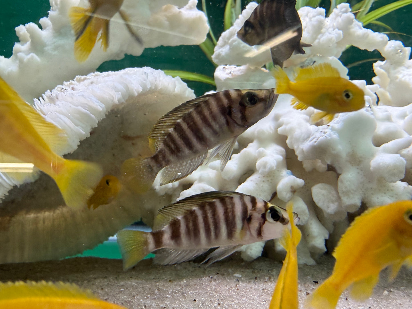 Gold Head Compressiceps Cichlid (Altolamprologus compressiceps)