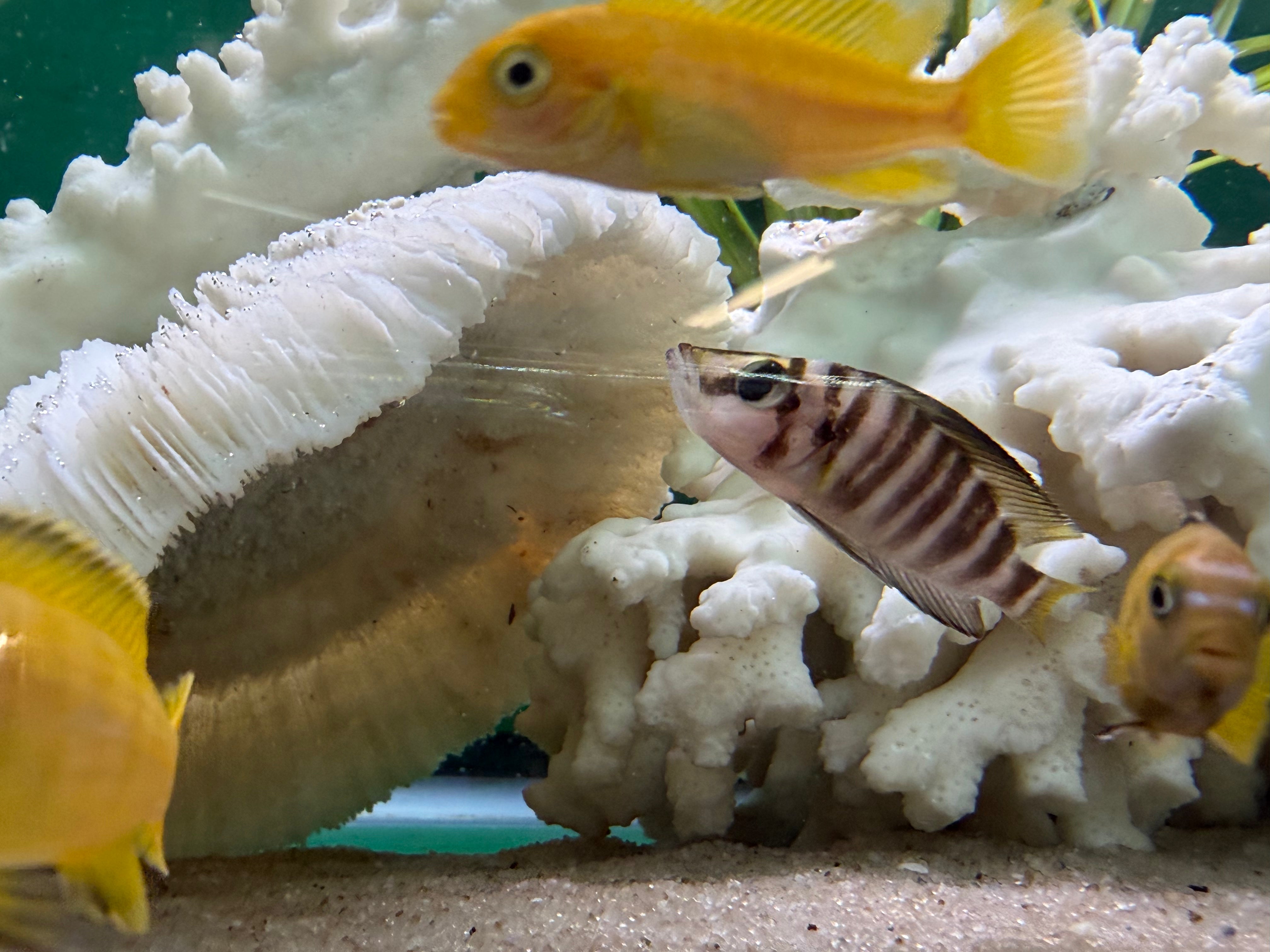 Gold Head Compressiceps Cichlid (Altolamprologus compressiceps ...