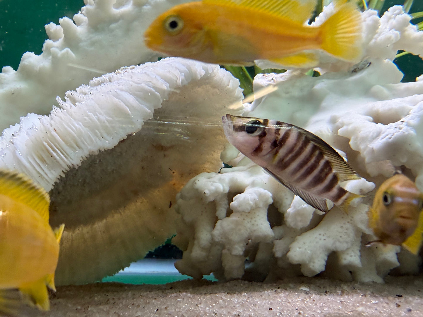 Gold Head Compressiceps Cichlid (Altolamprologus compressiceps)
