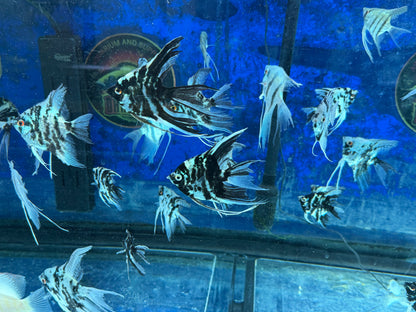 Blue Marble Angelfish
Hobbyist Bred and Raised in the USA
Pterophyllum scalare
