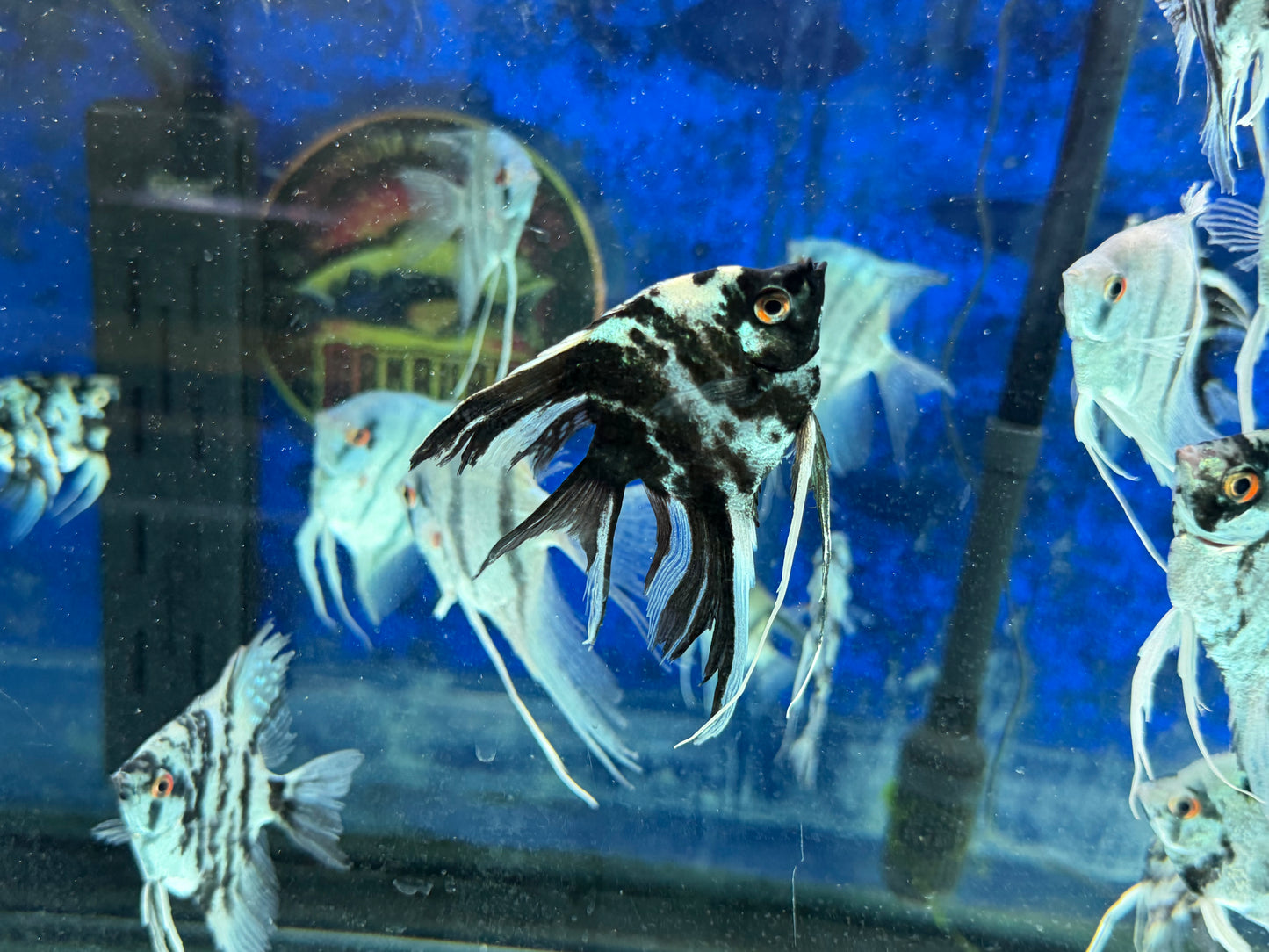 Blue Marble Angelfish
Hobbyist Bred and Raised in the USA
Pterophyllum scalare
