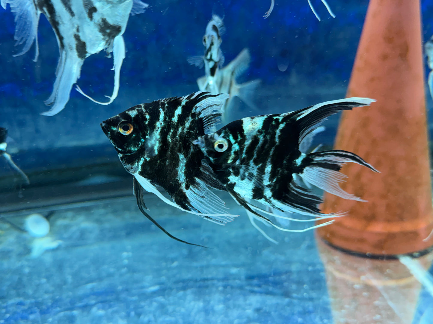 Blue Marble Angelfish
Hobbyist Bred and Raised in the USA
Pterophyllum scalare