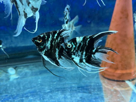 Blue Marble Angelfish
Hobbyist Bred and Raised in the USA
Pterophyllum scalare