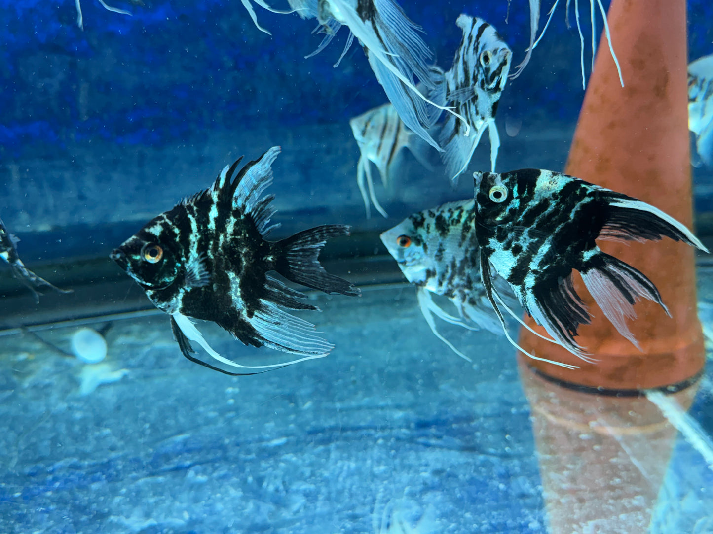 Blue Marble Angelfish
Hobbyist Bred and Raised in the USA
Pterophyllum scalare