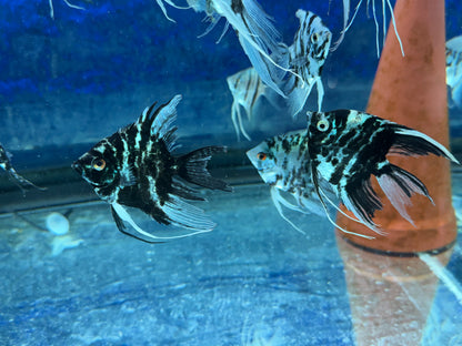 Blue Marble Angelfish
Hobbyist Bred and Raised in the USA
Pterophyllum scalare