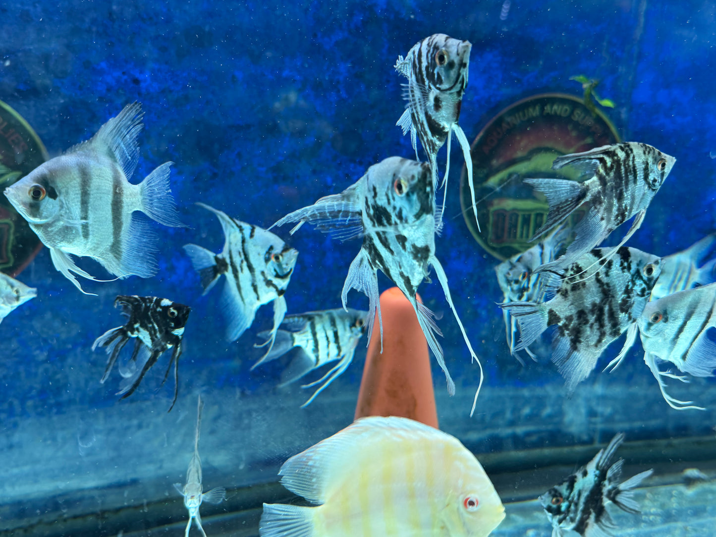 Blue Diamond Angelfish
Aquarium Bred and Raised
Pterophyllum scalare