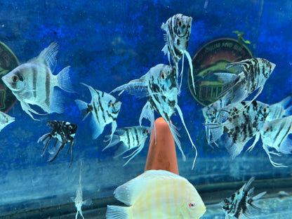 Blue Diamond Angelfish
Aquarium Bred and Raised
Pterophyllum scalare