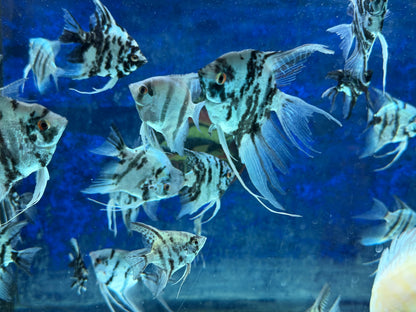 Blue Diamond Angelfish
Aquarium Bred and Raised
Pterophyllum scalare